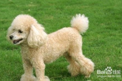 贵宾犬训练,从基础动作到社交技巧