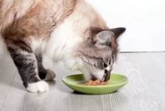 娱乐吃瓜酱猫咪,娱乐吃瓜酱猫咪的趣味日常