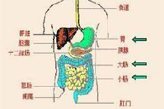 消化系统的组成图片,从口腔到肛门的旅程